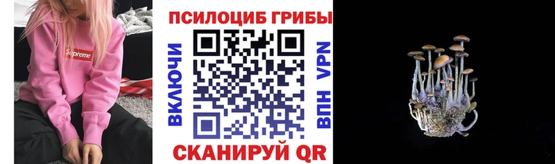 Псилоцибиновые грибы MAGIC MUSHROOMS где продают наркотики Карачев